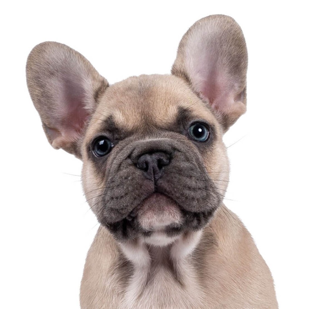 Hondenkennel kunstgras - Kunstgrashuis