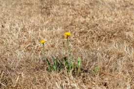 Geel of verbrand gras - Zo blijft uw gazon groen