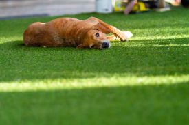 Kunstgras stinkt naar urine: urinegeur van hond of kat verwijderen in gazon