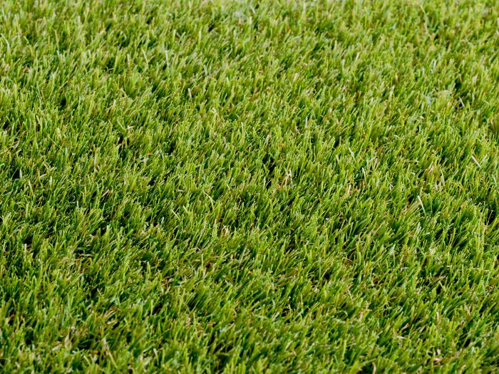 Petgrass 1